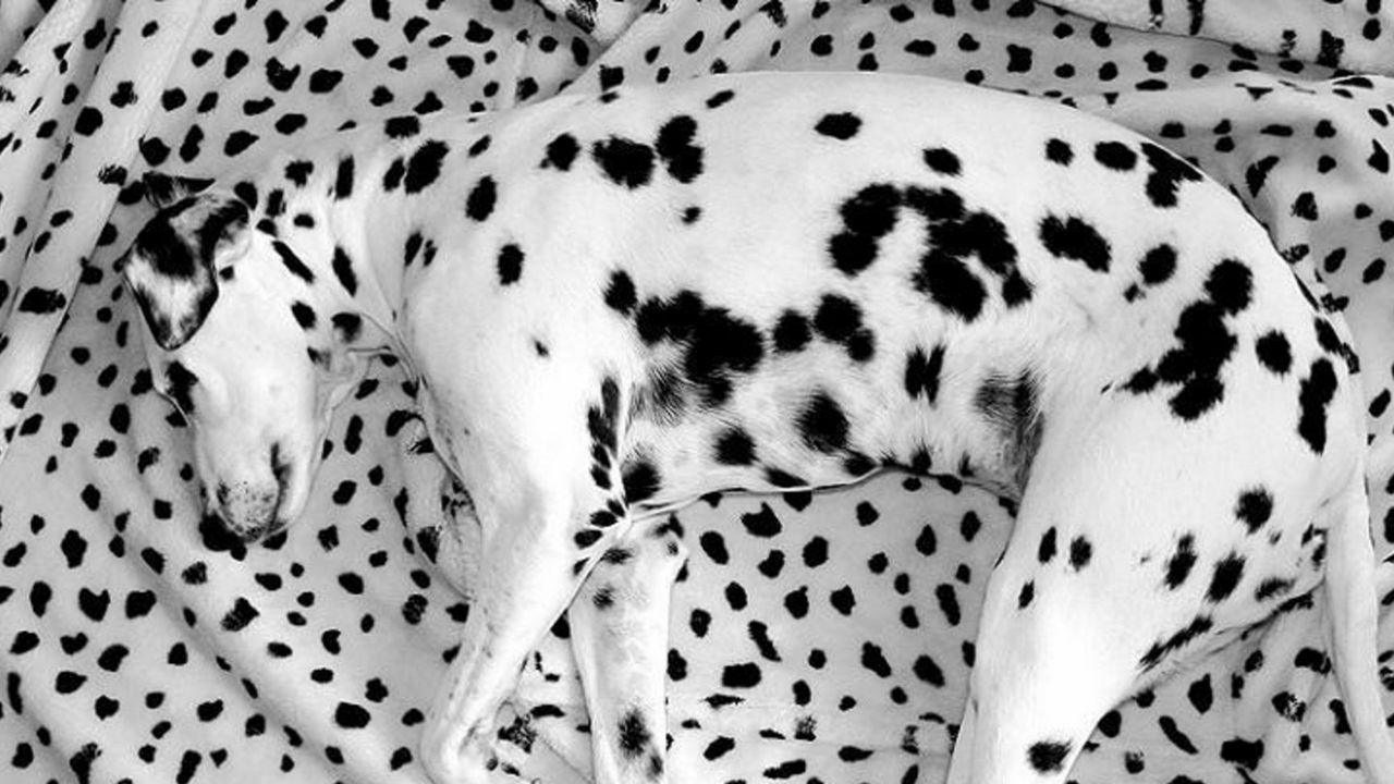 Wallpaper dalmatian, lying, dog, blanket, sleeping