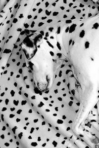 Preview wallpaper dalmatian, lying, dog, blanket, sleeping