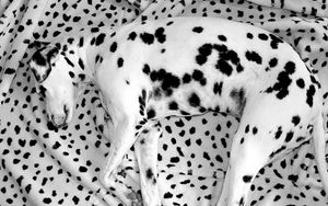 Preview wallpaper dalmatian, lying, dog, blanket, sleeping
