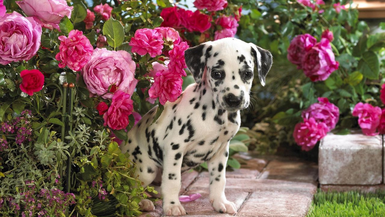 Wallpaper dalmatian, puppy, flowers, sit