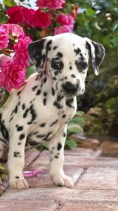 Preview wallpaper dalmatian, puppy, flowers, sit