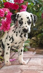 Preview wallpaper dalmatian, puppy, flowers, sit