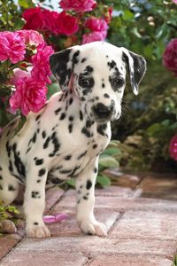 Preview wallpaper dalmatian, puppy, flowers, sit