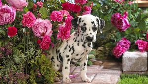 Preview wallpaper dalmatian, puppy, flowers, sit