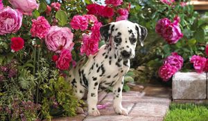 Preview wallpaper dalmatian, puppy, flowers, sit