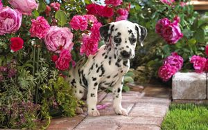 Preview wallpaper dalmatian, puppy, flowers, sit