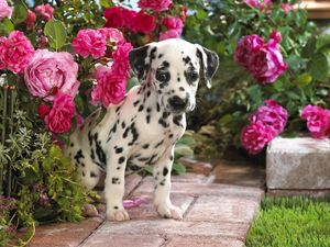 Preview wallpaper dalmatian, puppy, flowers, sit