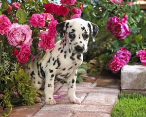 Preview wallpaper dalmatian, puppy, flowers, sit