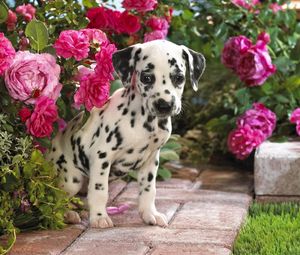 Preview wallpaper dalmatian, puppy, flowers, sit