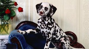 Preview wallpaper dalmatians, chair, dog, vase, flowers