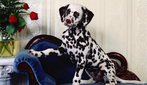 Preview wallpaper dalmatians, chair, dog, vase, flowers