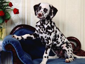 Preview wallpaper dalmatians, chair, dog, vase, flowers