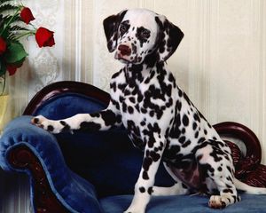 Preview wallpaper dalmatians, chair, dog, vase, flowers