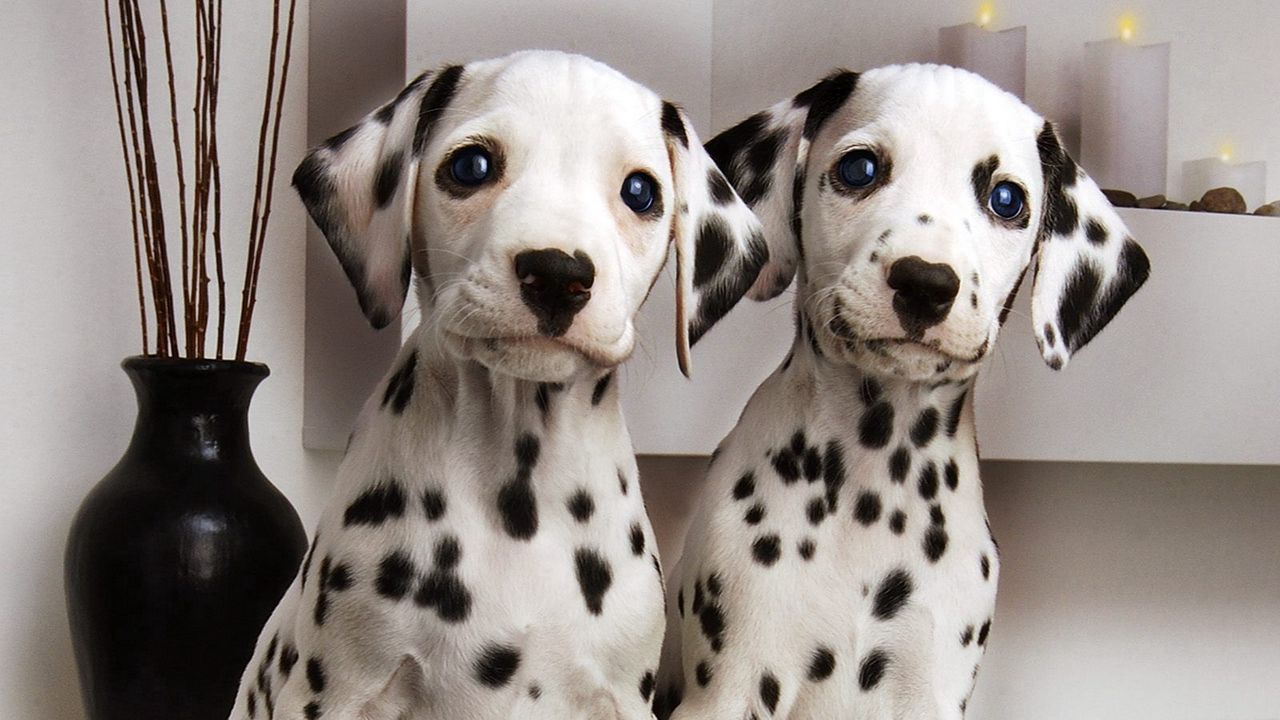 Wallpaper dalmatians, couple, puppies, brindle