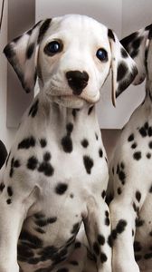 Preview wallpaper dalmatians, couple, puppies, brindle