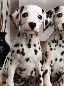Preview wallpaper dalmatians, couple, puppies, brindle