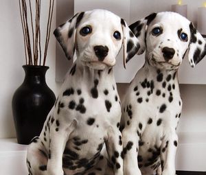 Preview wallpaper dalmatians, couple, puppies, brindle