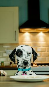 Preview wallpaper dalmatians, dog, pet, plate