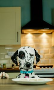 Preview wallpaper dalmatians, dog, pet, plate