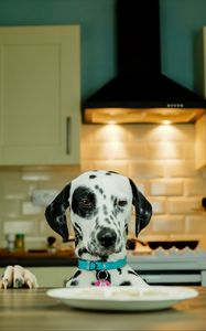 Preview wallpaper dalmatians, dog, pet, plate