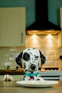 Preview wallpaper dalmatians, dog, pet, plate