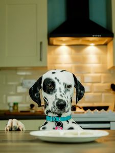 Preview wallpaper dalmatians, dog, pet, plate