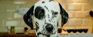 Preview wallpaper dalmatians, dog, pet, plate