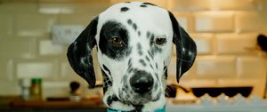 Preview wallpaper dalmatians, dog, pet, plate