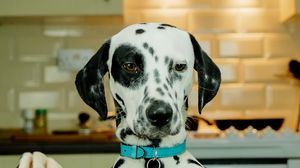 Preview wallpaper dalmatians, dog, pet, plate