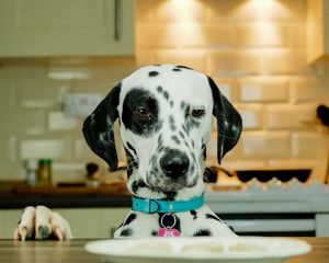 Preview wallpaper dalmatians, dog, pet, plate