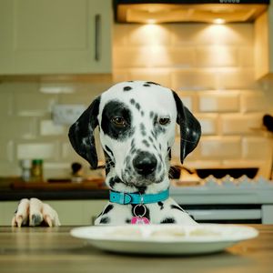 Preview wallpaper dalmatians, dog, pet, plate