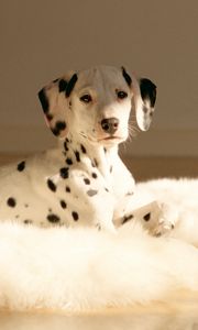 Preview wallpaper dalmatians, fur, rug, lie