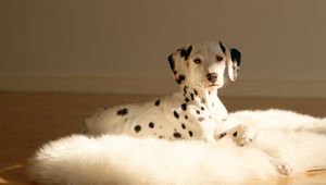 Preview wallpaper dalmatians, fur, rug, lie