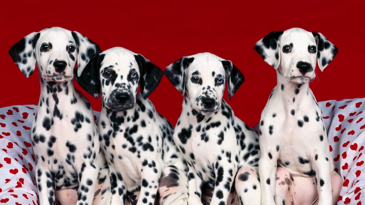 Wallpaper dalmatians, puppies, dogs, many