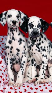 Preview wallpaper dalmatians, puppies, dogs, many