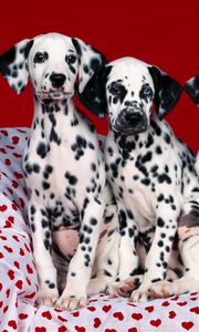 Preview wallpaper dalmatians, puppies, dogs, many