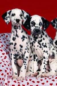 Preview wallpaper dalmatians, puppies, dogs, many