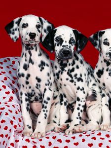 Preview wallpaper dalmatians, puppies, dogs, many