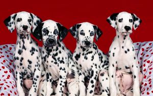 Preview wallpaper dalmatians, puppies, dogs, many