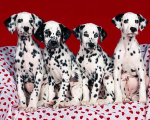 Preview wallpaper dalmatians, puppies, dogs, many