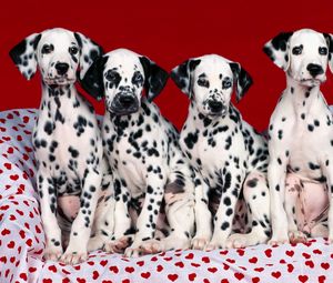 Preview wallpaper dalmatians, puppies, dogs, many