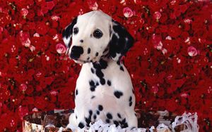 Preview wallpaper dalmatians, roses, shopping, sitting, puppy