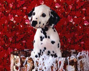 Preview wallpaper dalmatians, roses, shopping, sitting, puppy