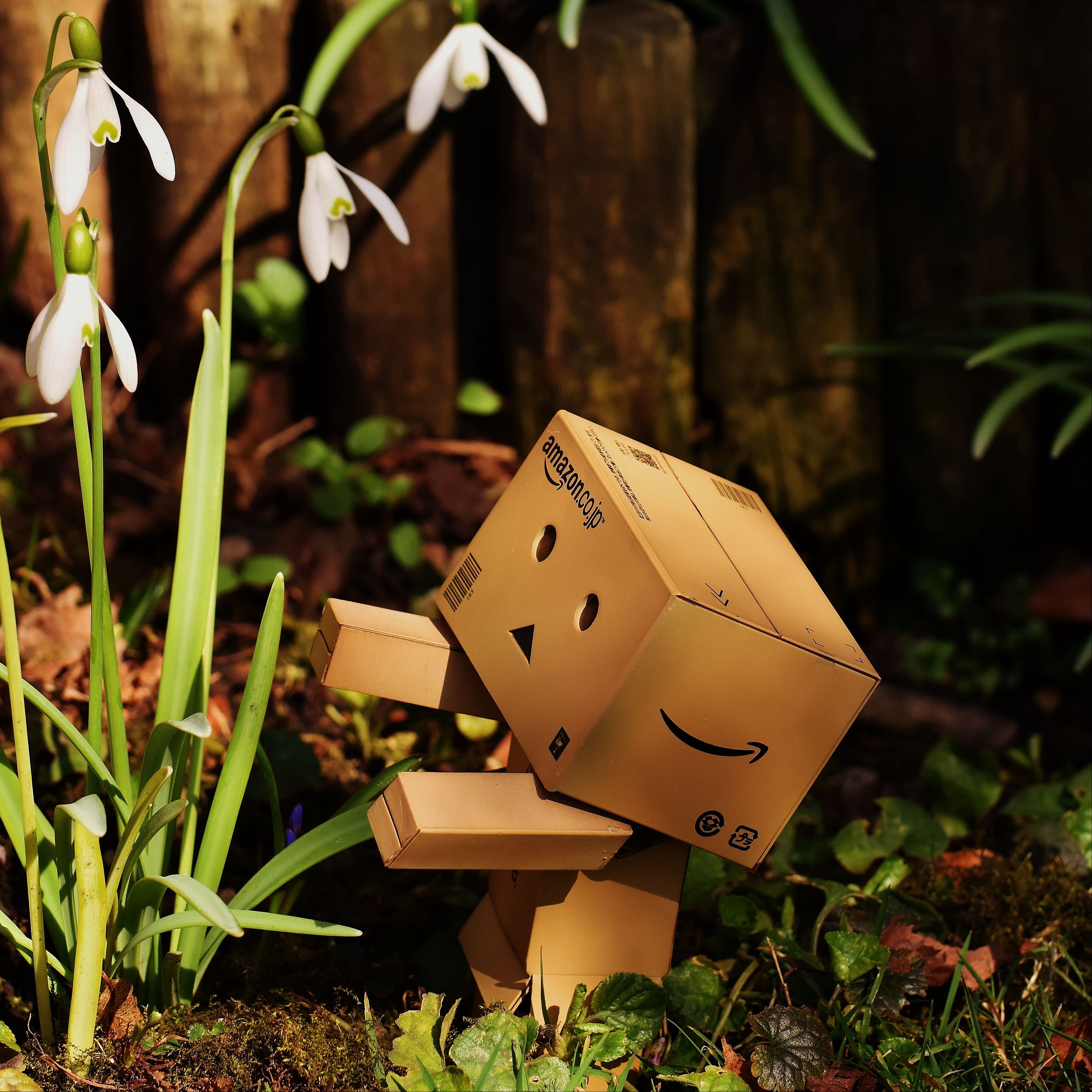 Wallpaper flower, gift, robot, danbo, Danboard, box, toy, flower for mobile  and desktop, section настроения, resolution 3660x2369 - download