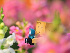 Preview wallpaper danboard, flowers, loneliness, camera