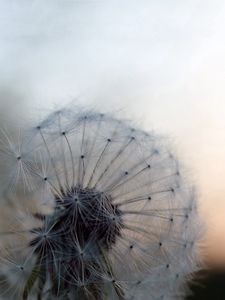 Preview wallpaper dandelion, background, blur, down