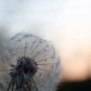 Preview wallpaper dandelion, background, blur, down