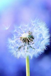 Preview wallpaper dandelion, background, feathers, seeds