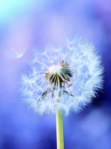 Preview wallpaper dandelion, background, feathers, seeds