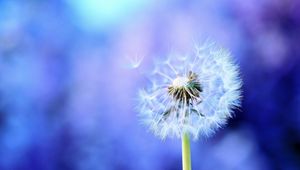 Preview wallpaper dandelion, background, feathers, seeds